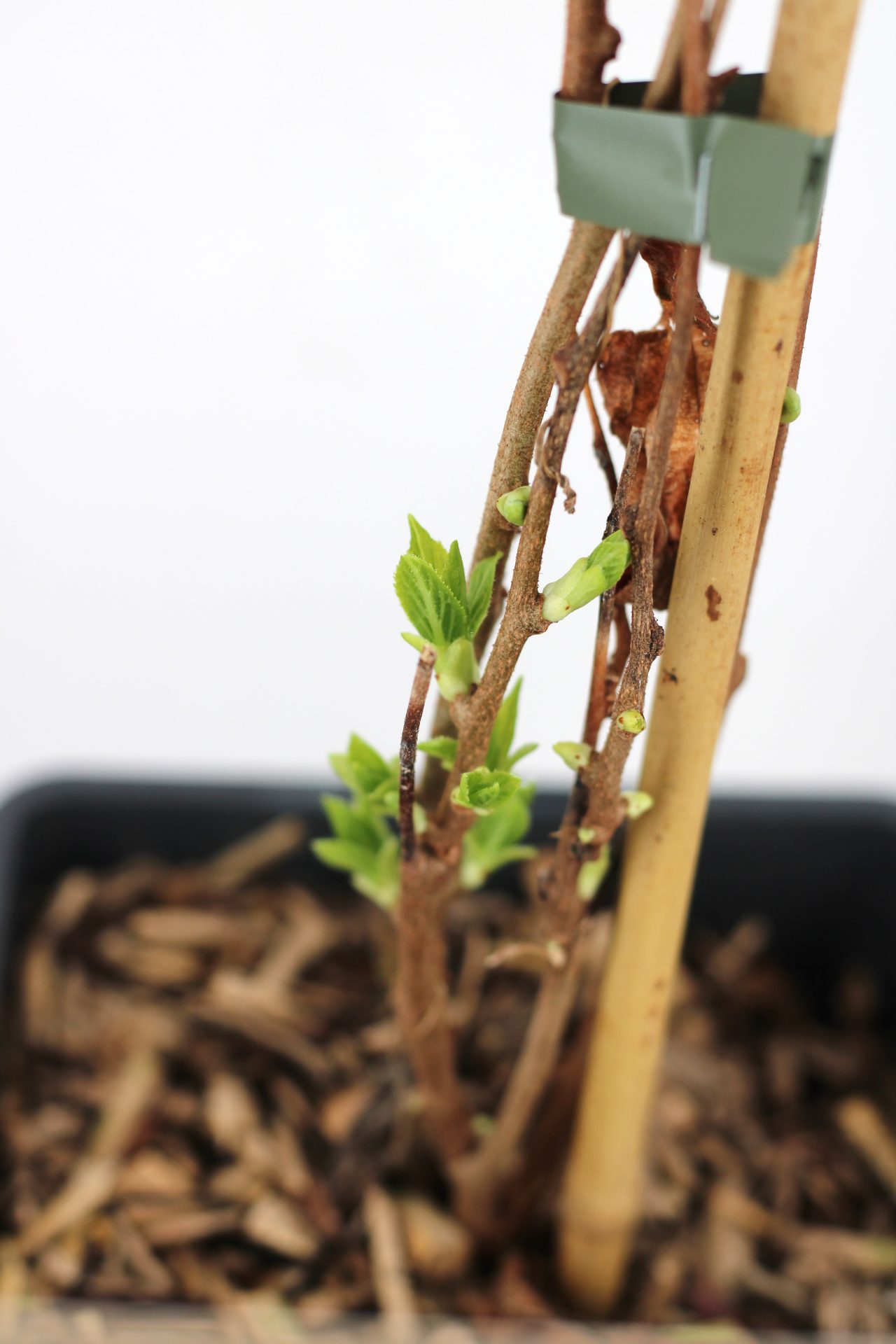 Kiwi Arguta (várias variedades) - Image 4