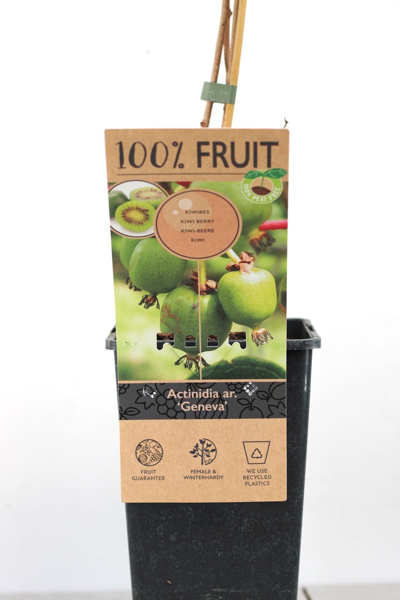 Kiwi Arguta (várias variedades) - Image 3