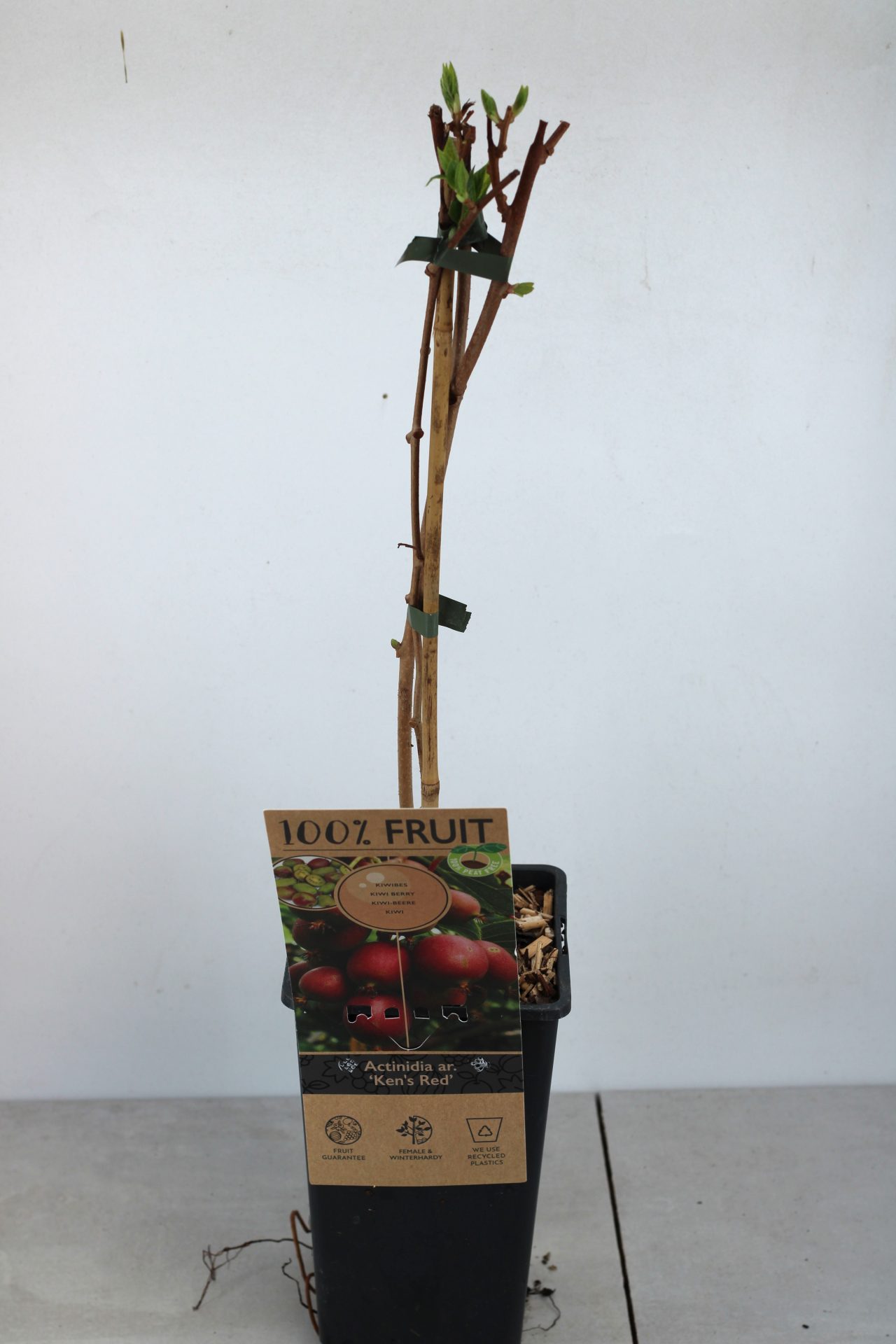 Kiwi Arguta (várias variedades) - Image 2