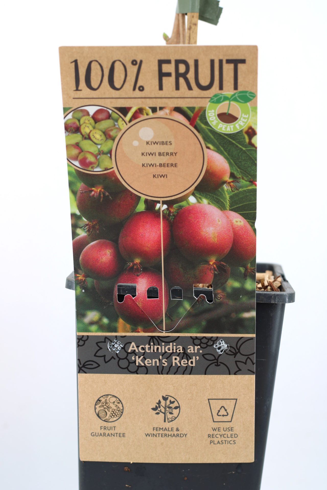 Kiwi Arguta (várias variedades)