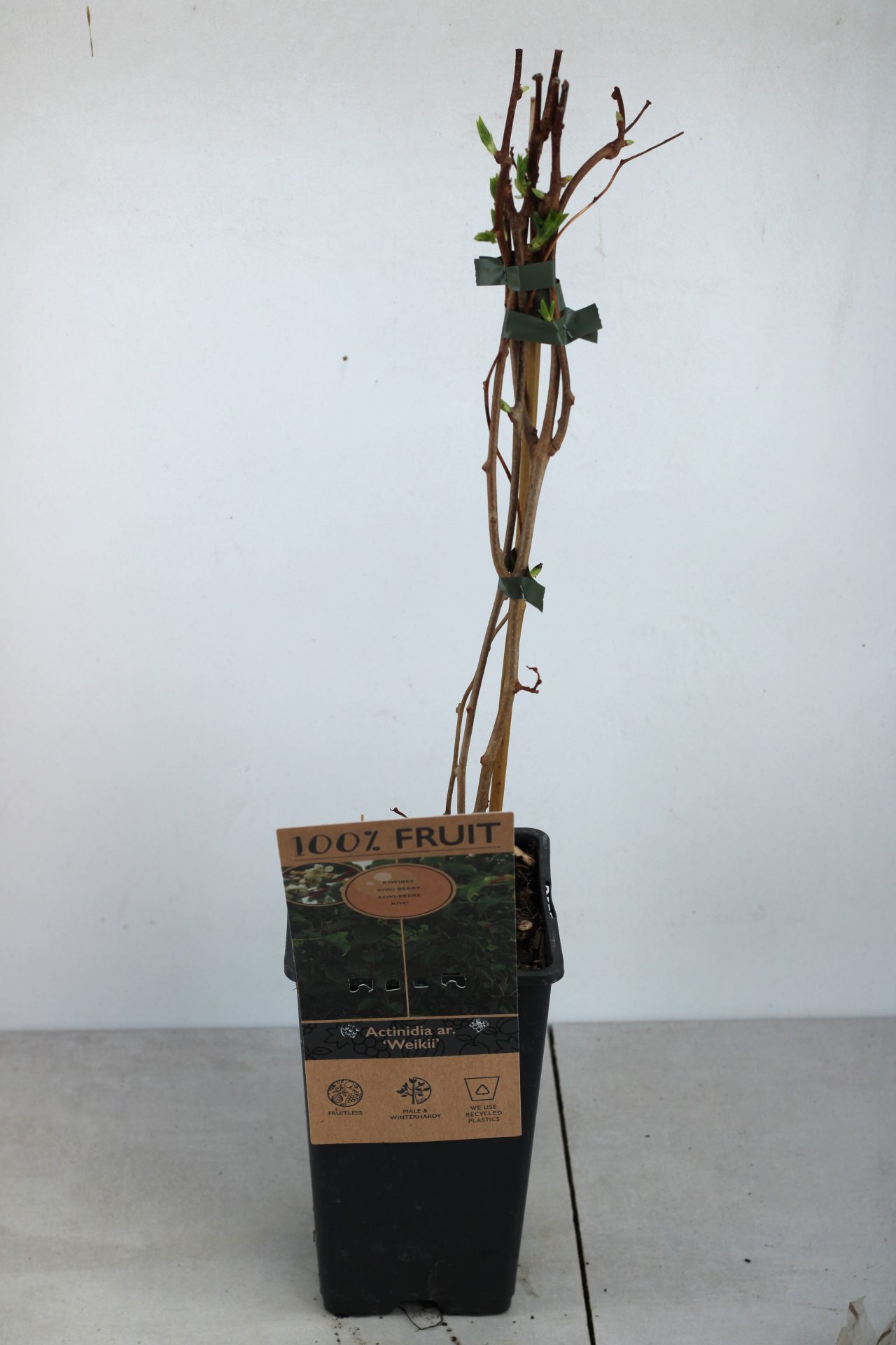 Kiwi Arguta (várias variedades) - Image 10