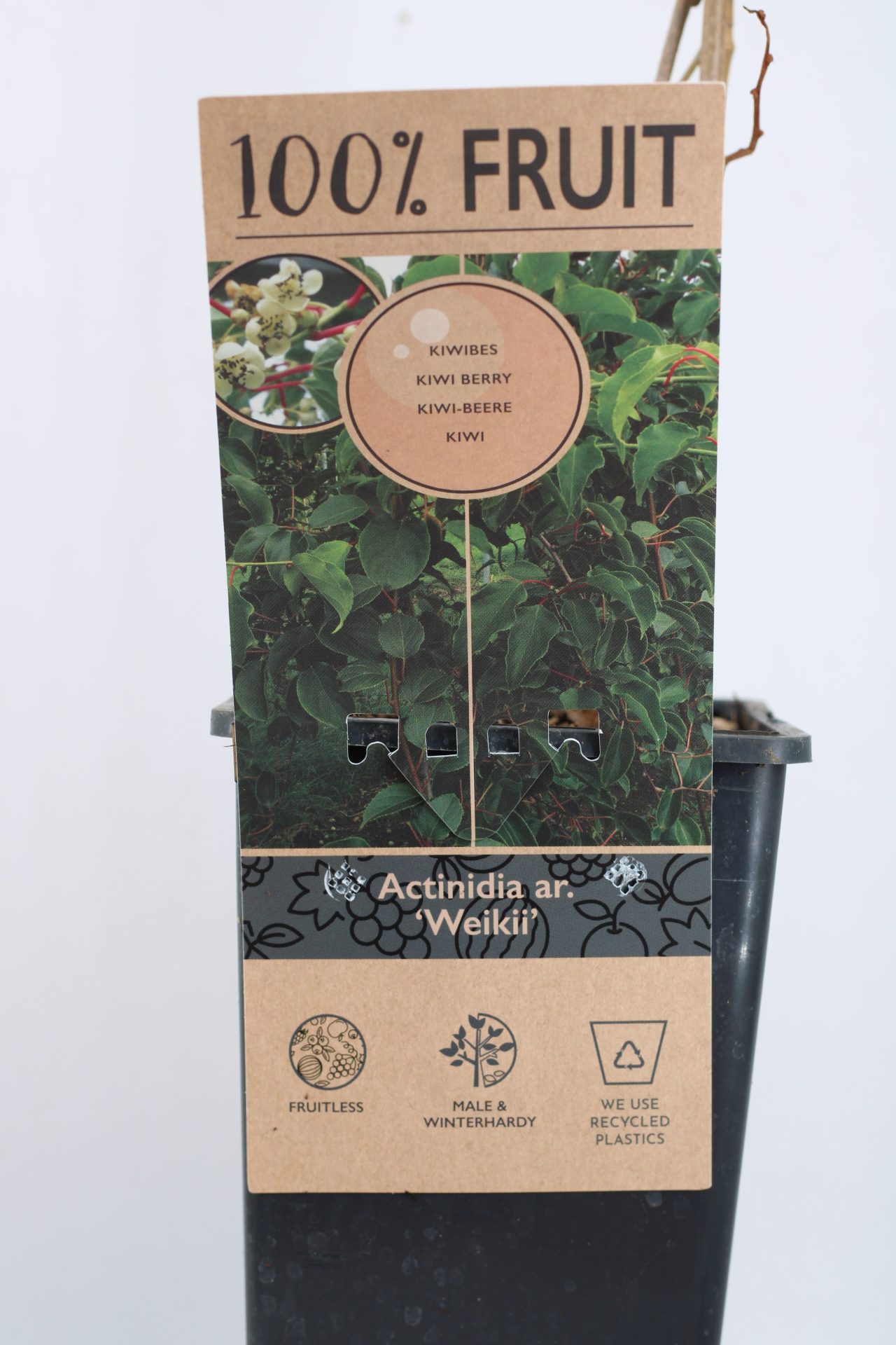 Kiwi Arguta (várias variedades) - Image 9