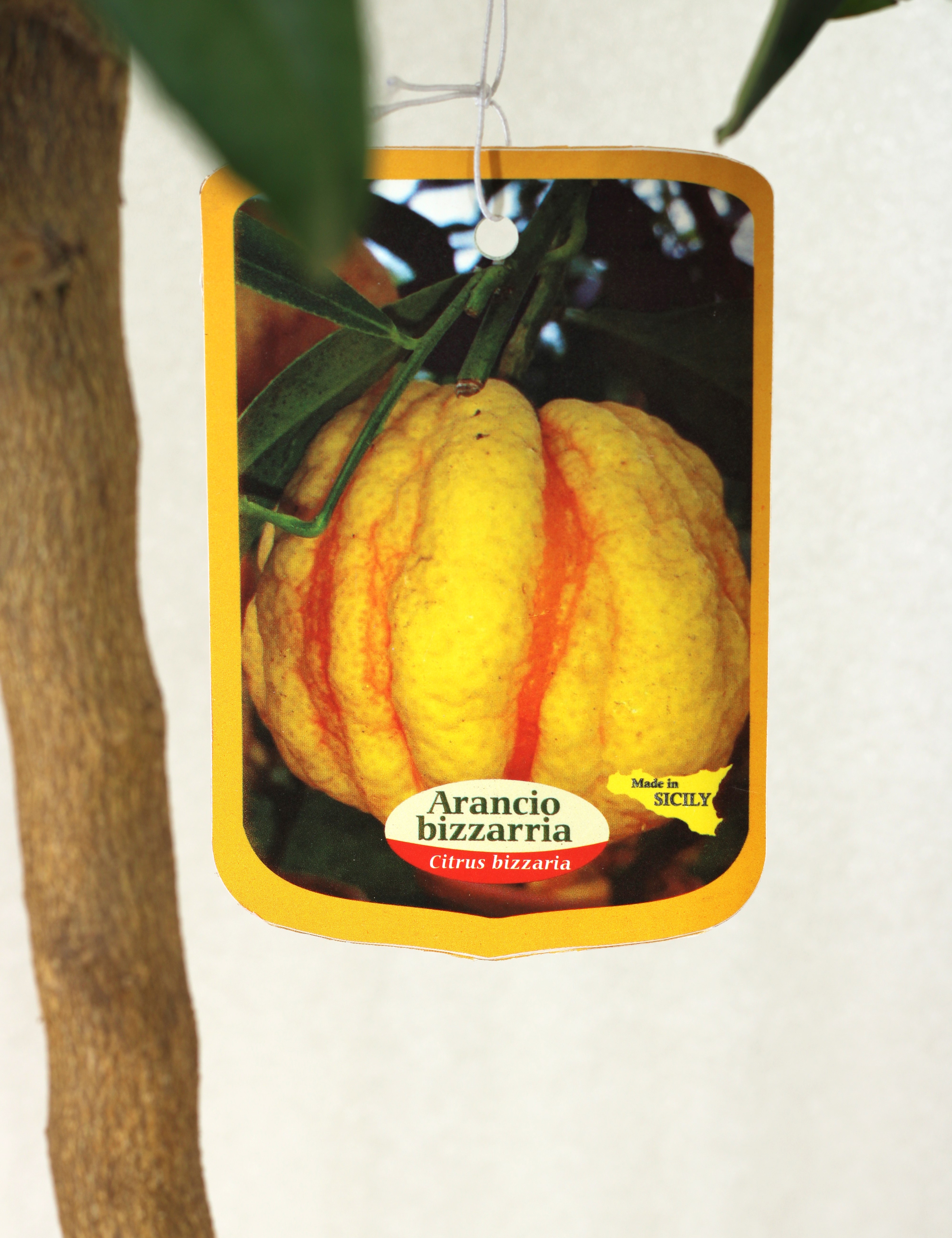 Citrus Arancio Bizarria