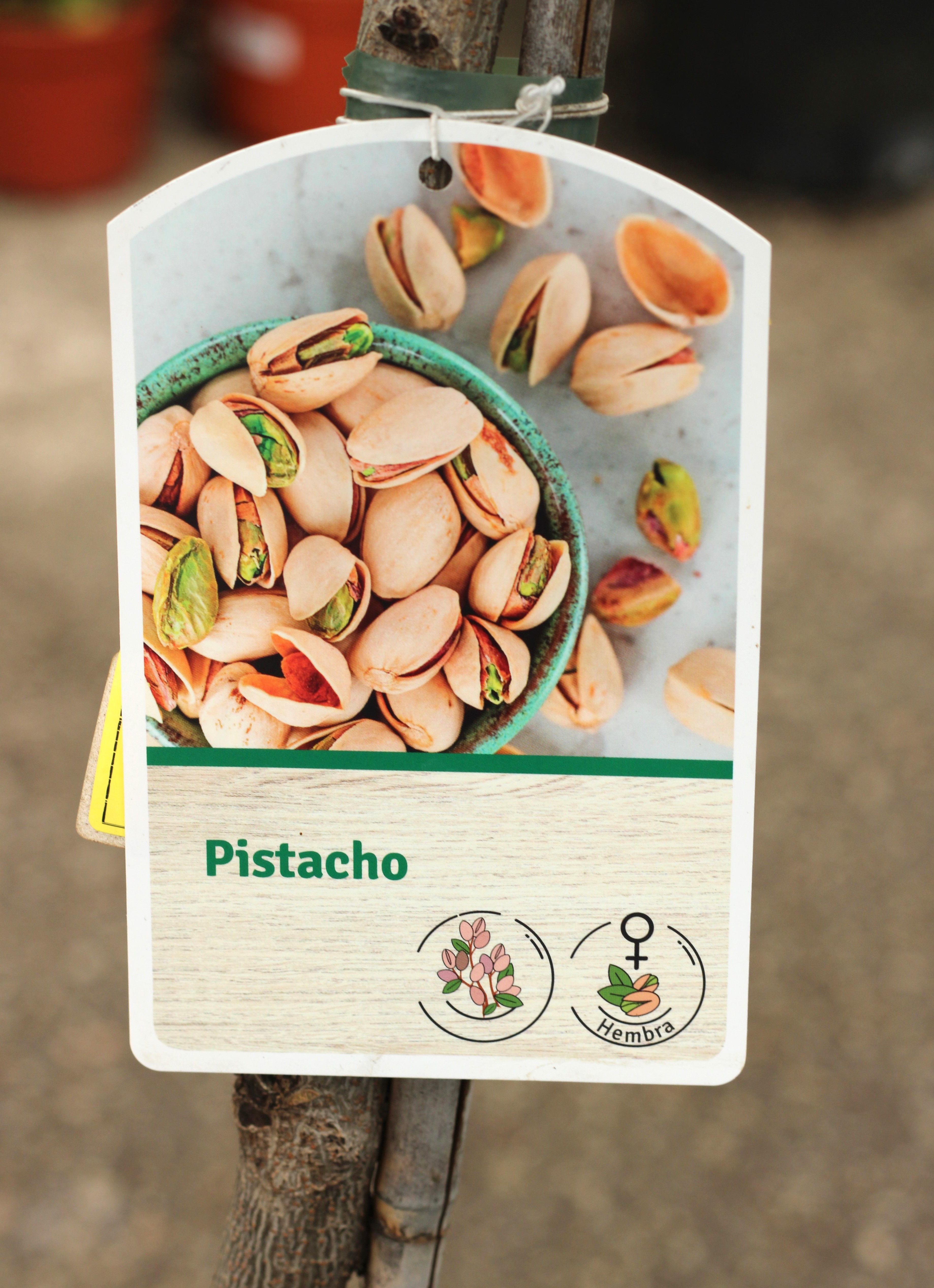Pistacheiro