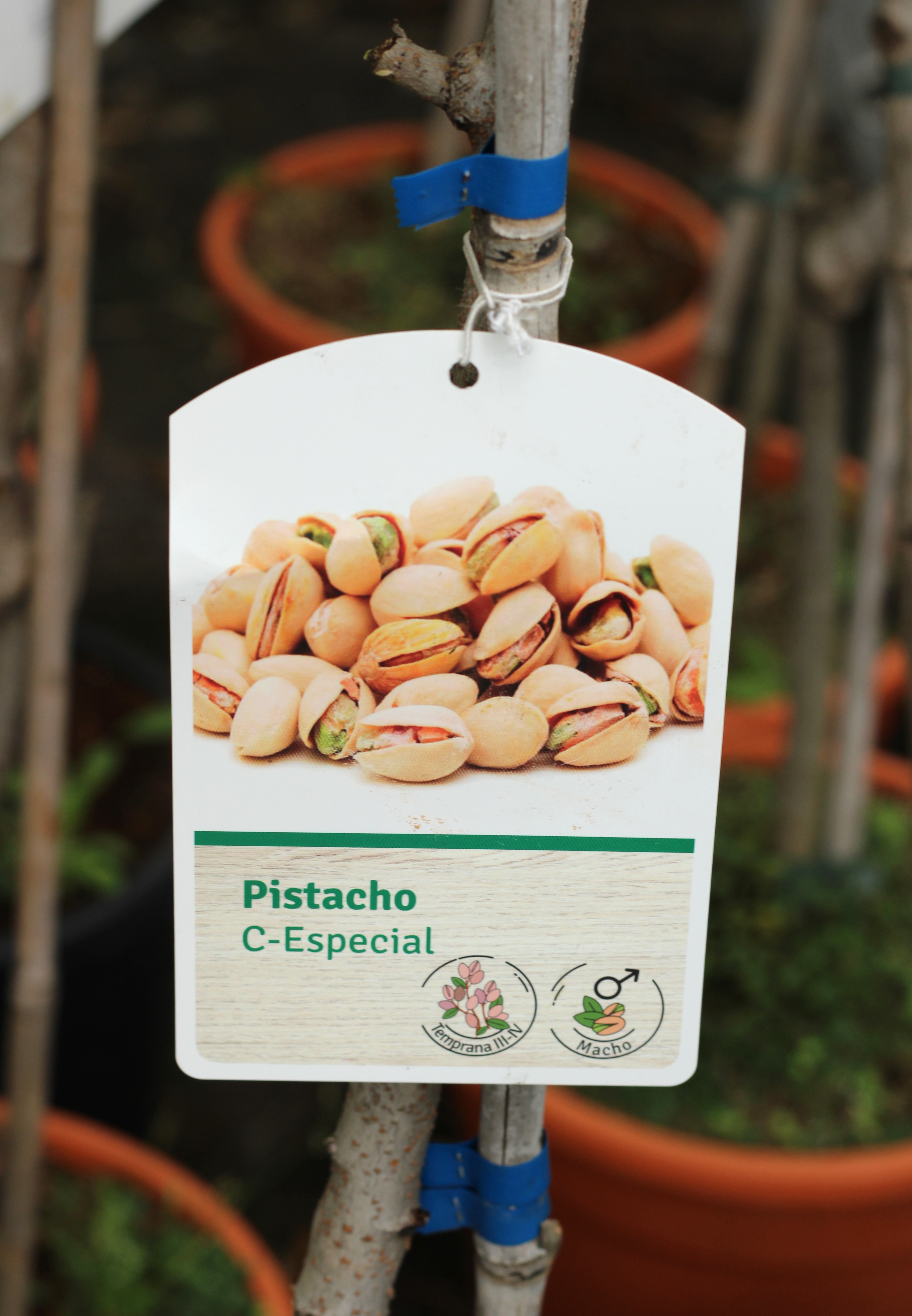 Pistacheiro - Image 2