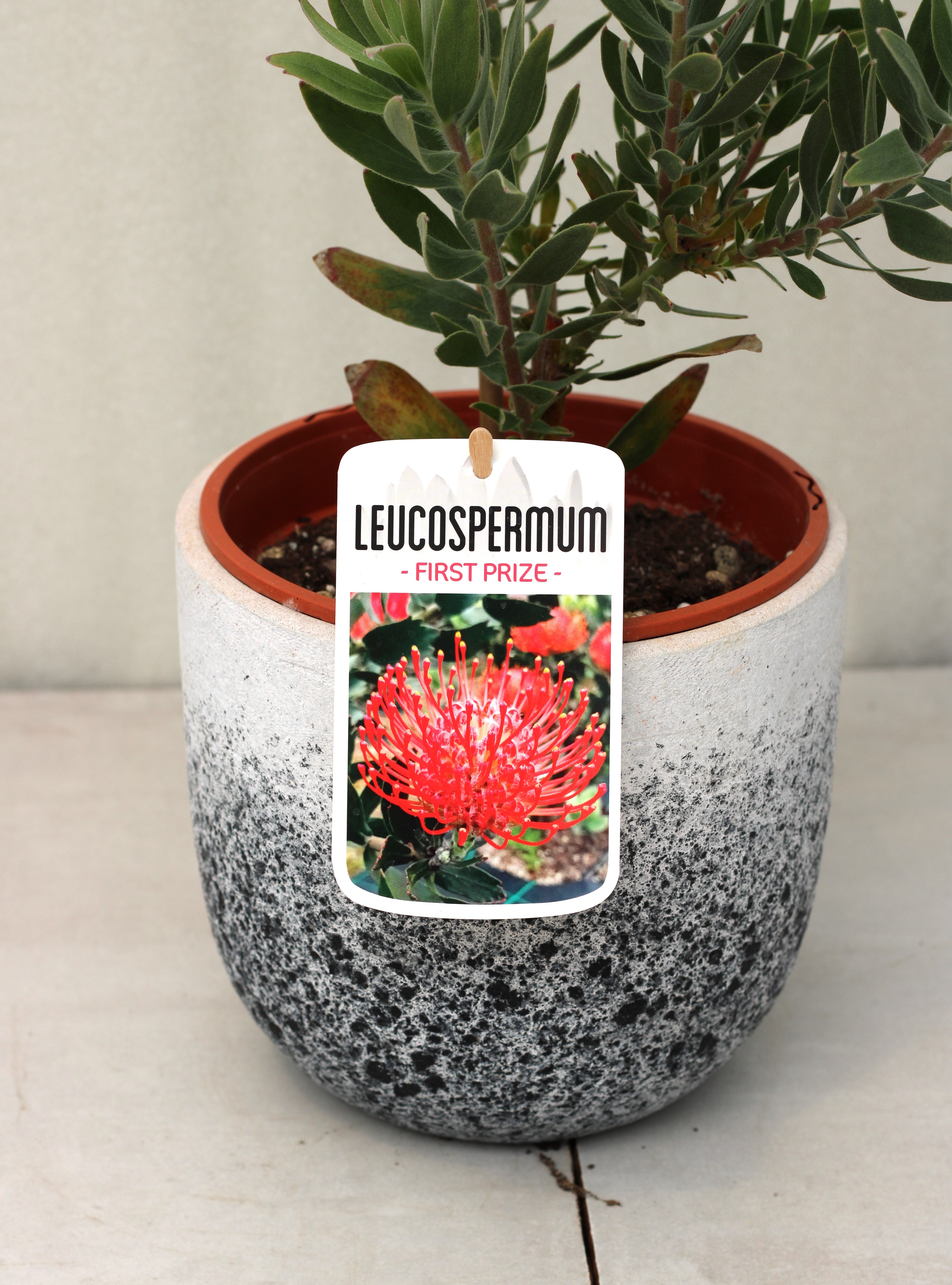 Leucospermum First Prize