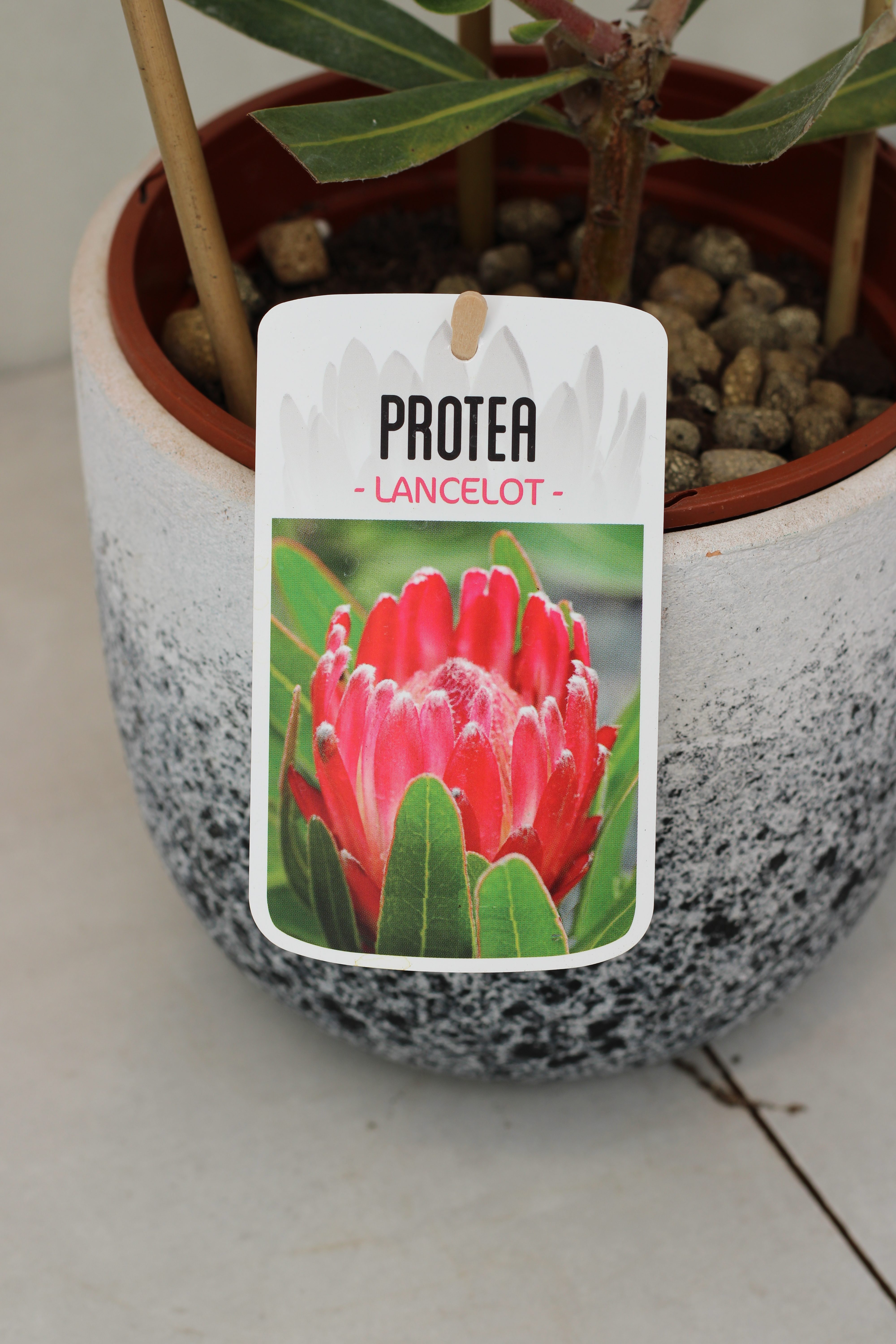 Protea Lancelot