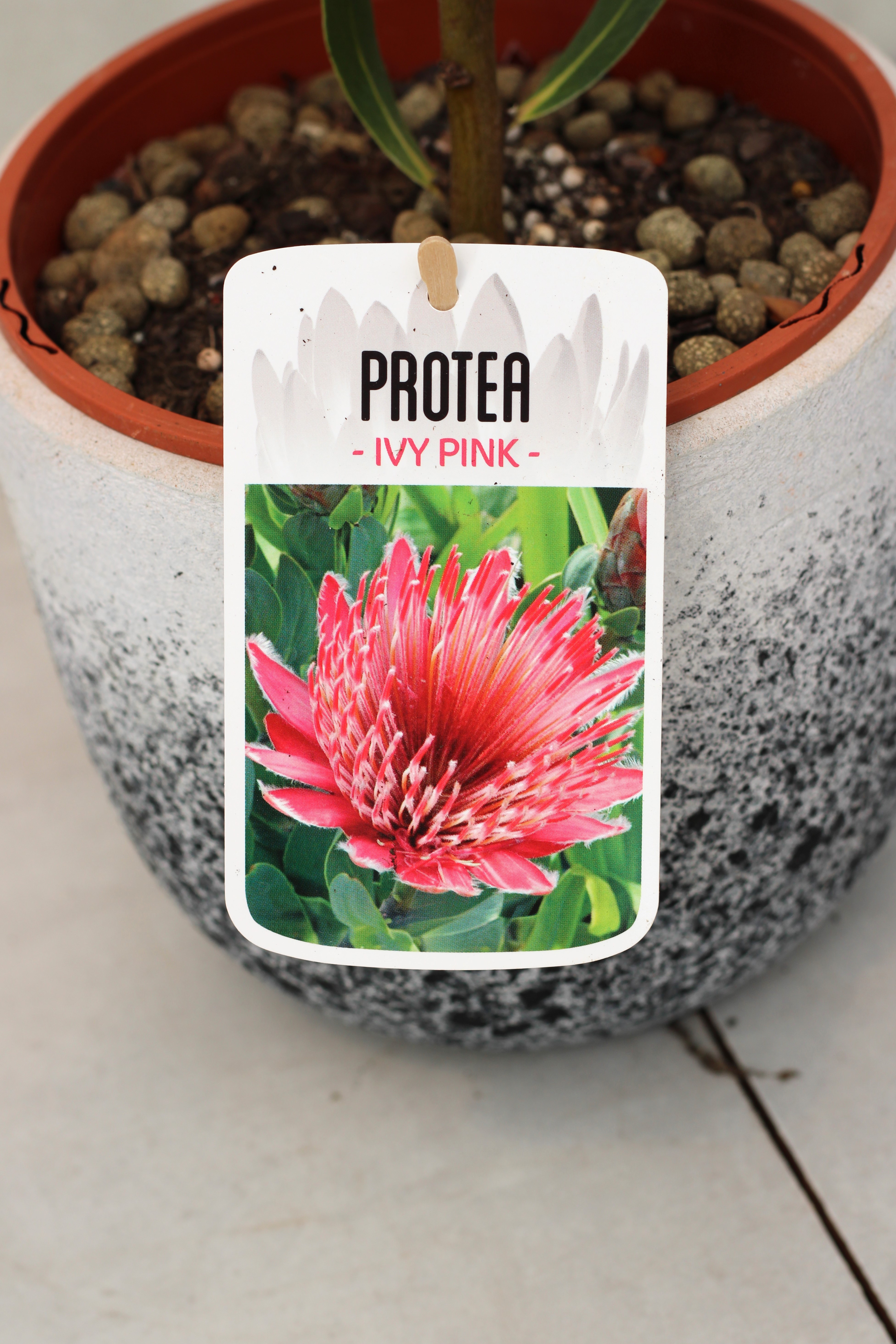 Protea Ivy Pink