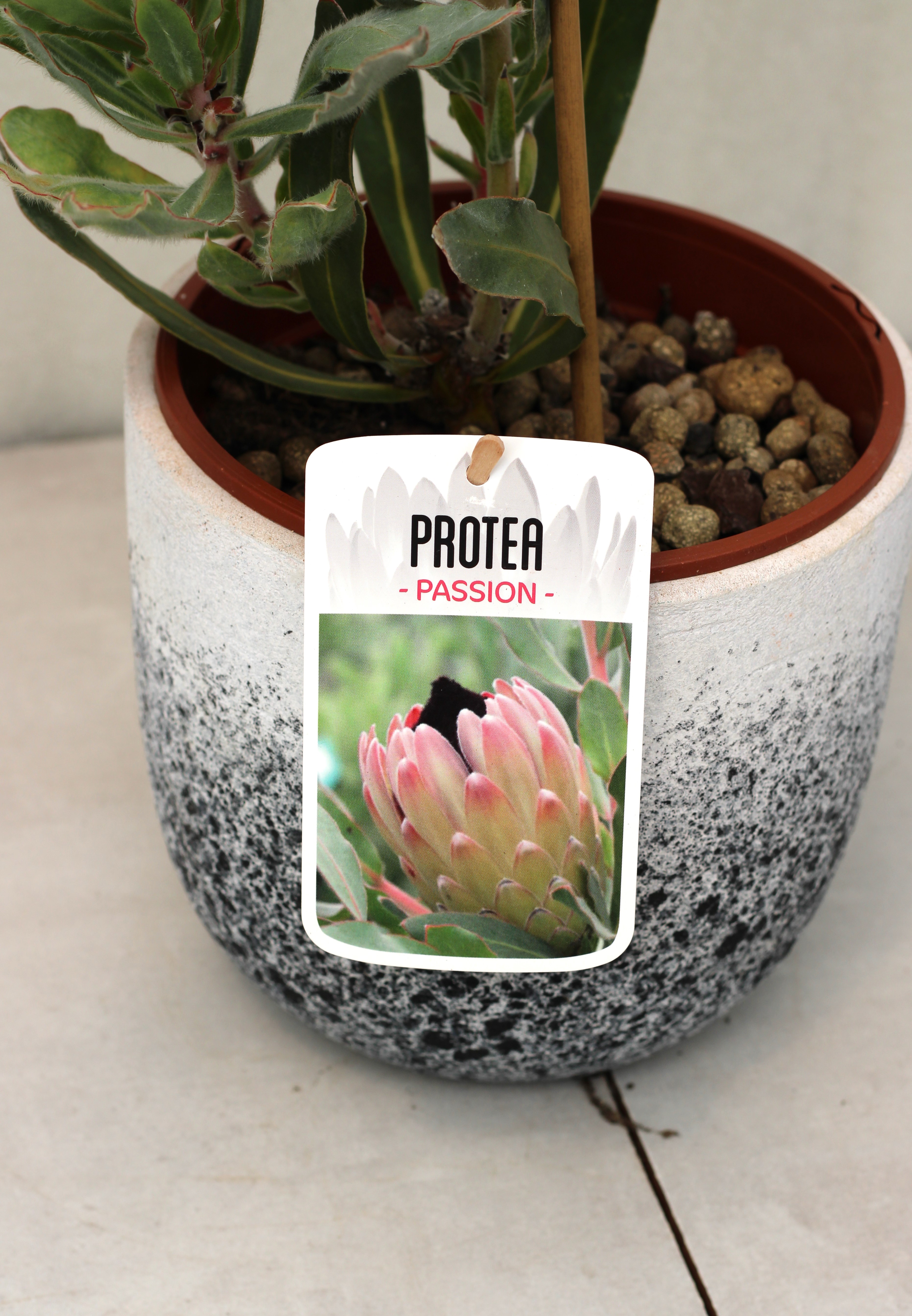 Protea Passion