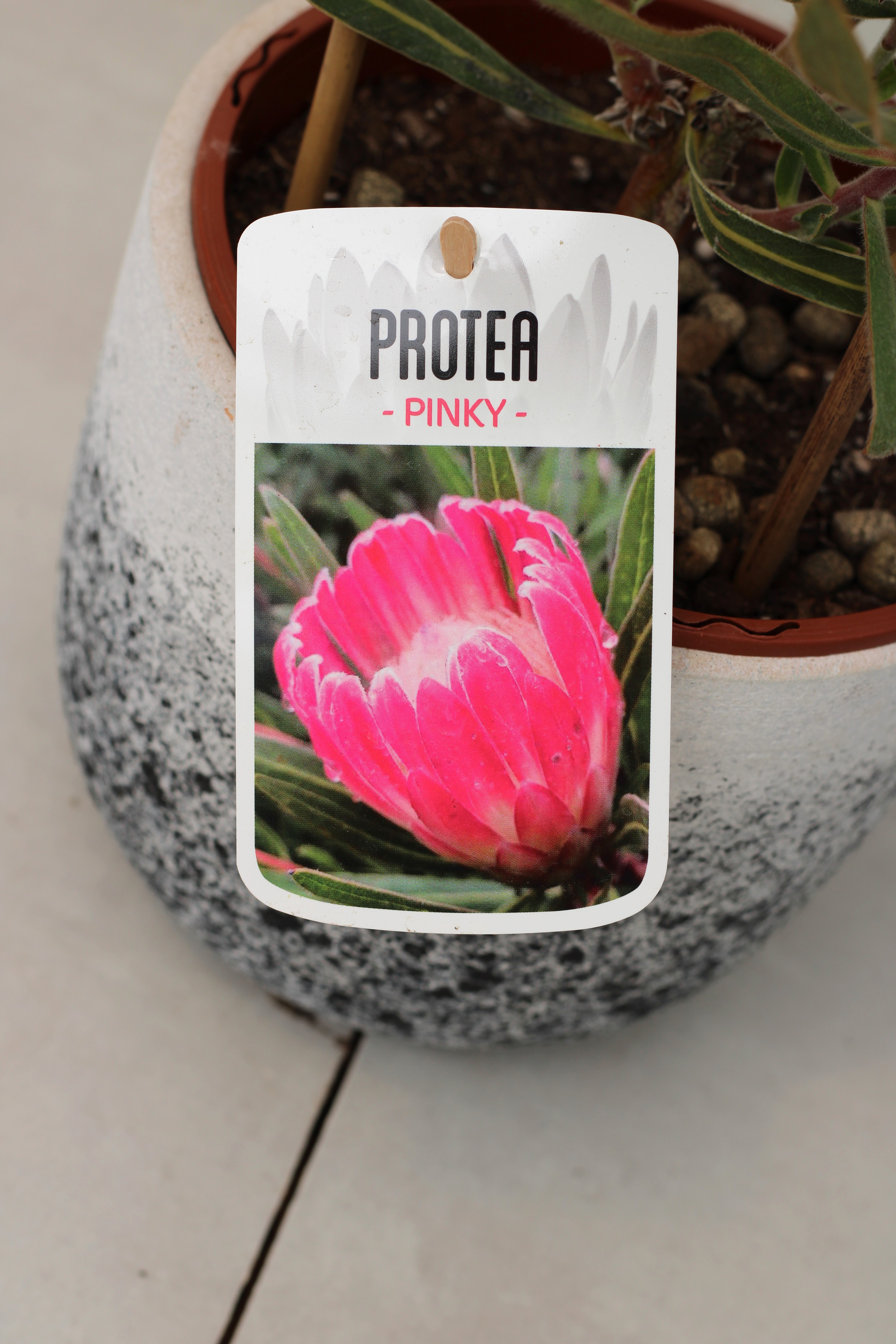 Protea Pinky