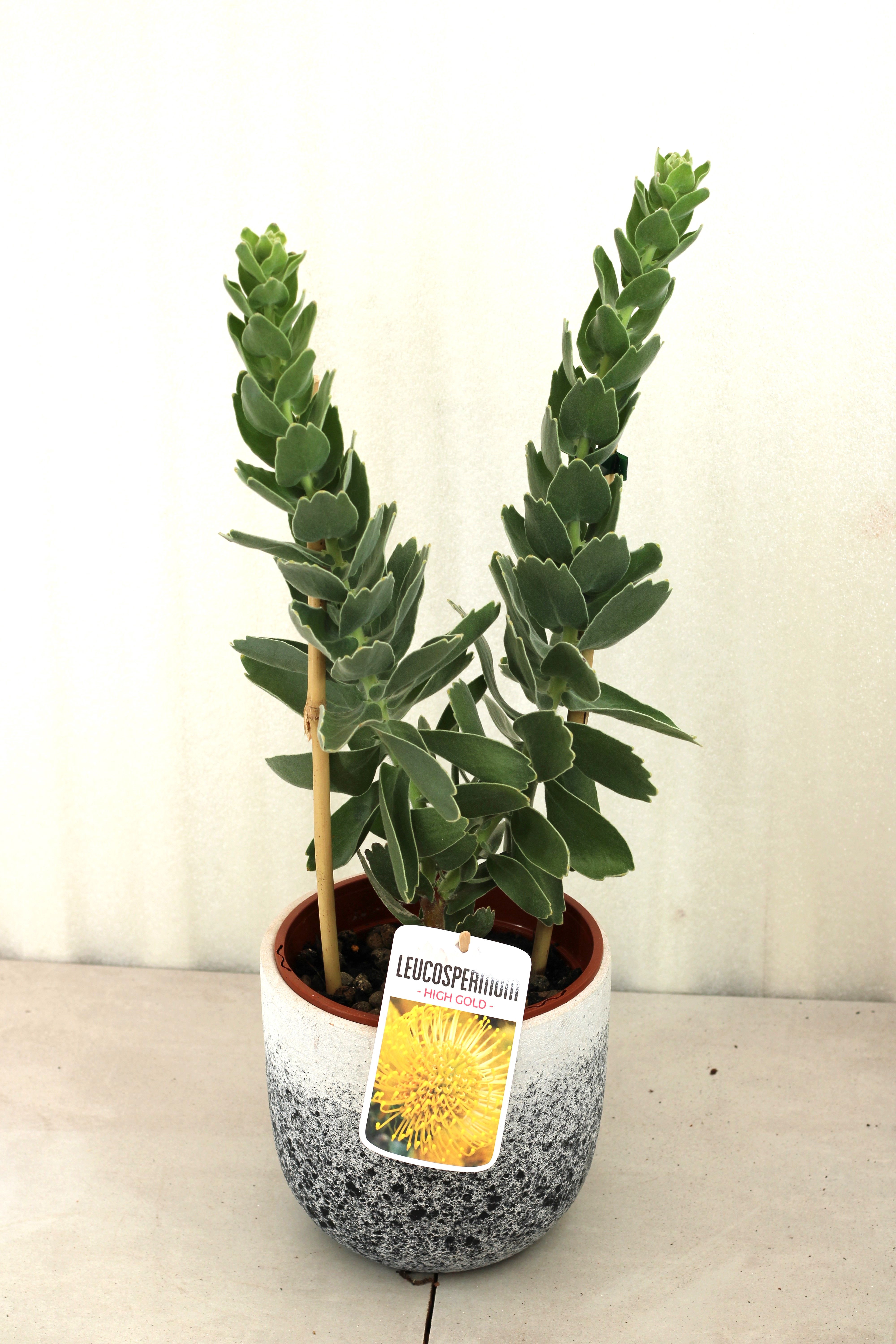 Leucospermum High Gold - Image 3