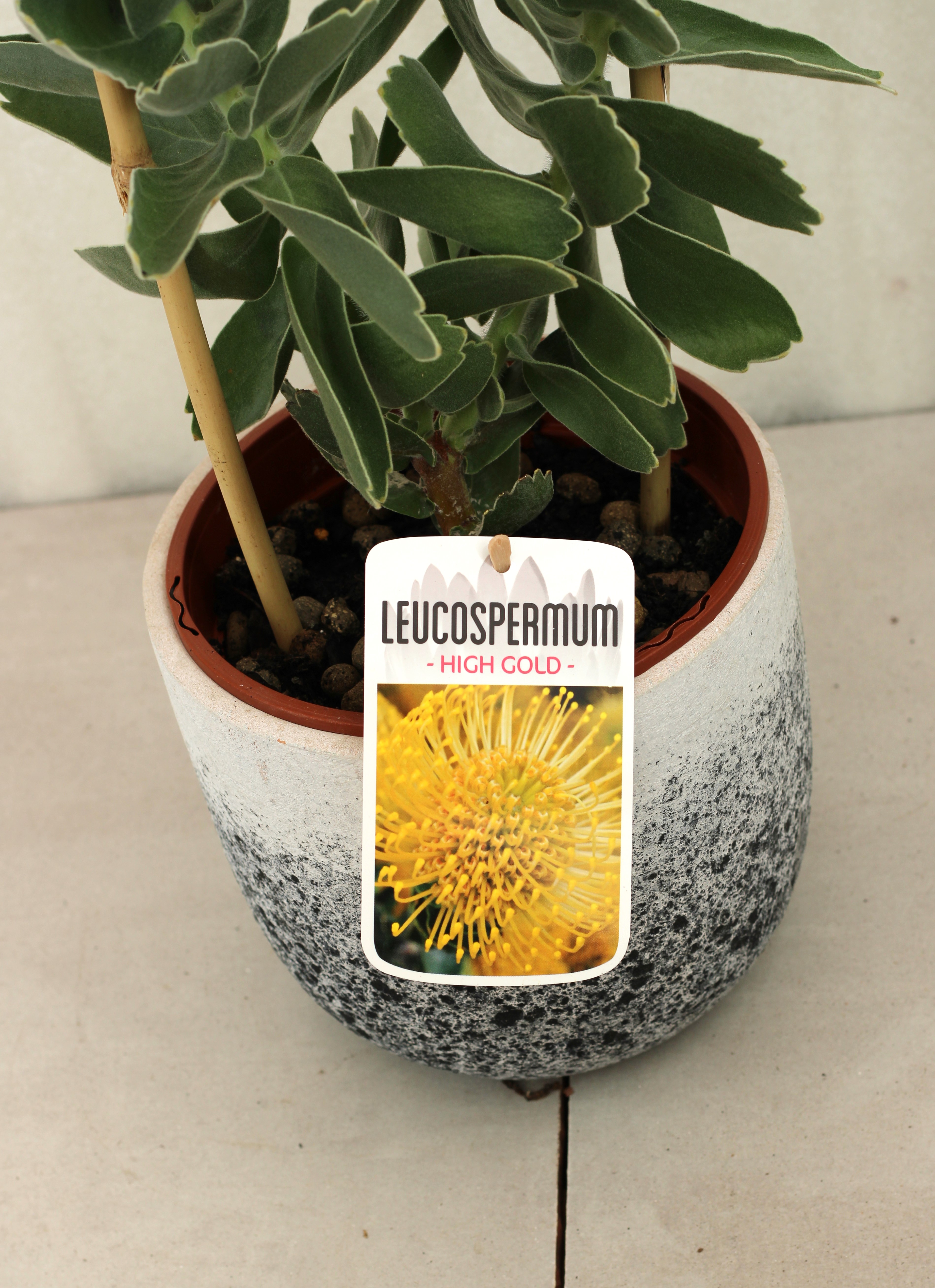 Leucospermum High Gold