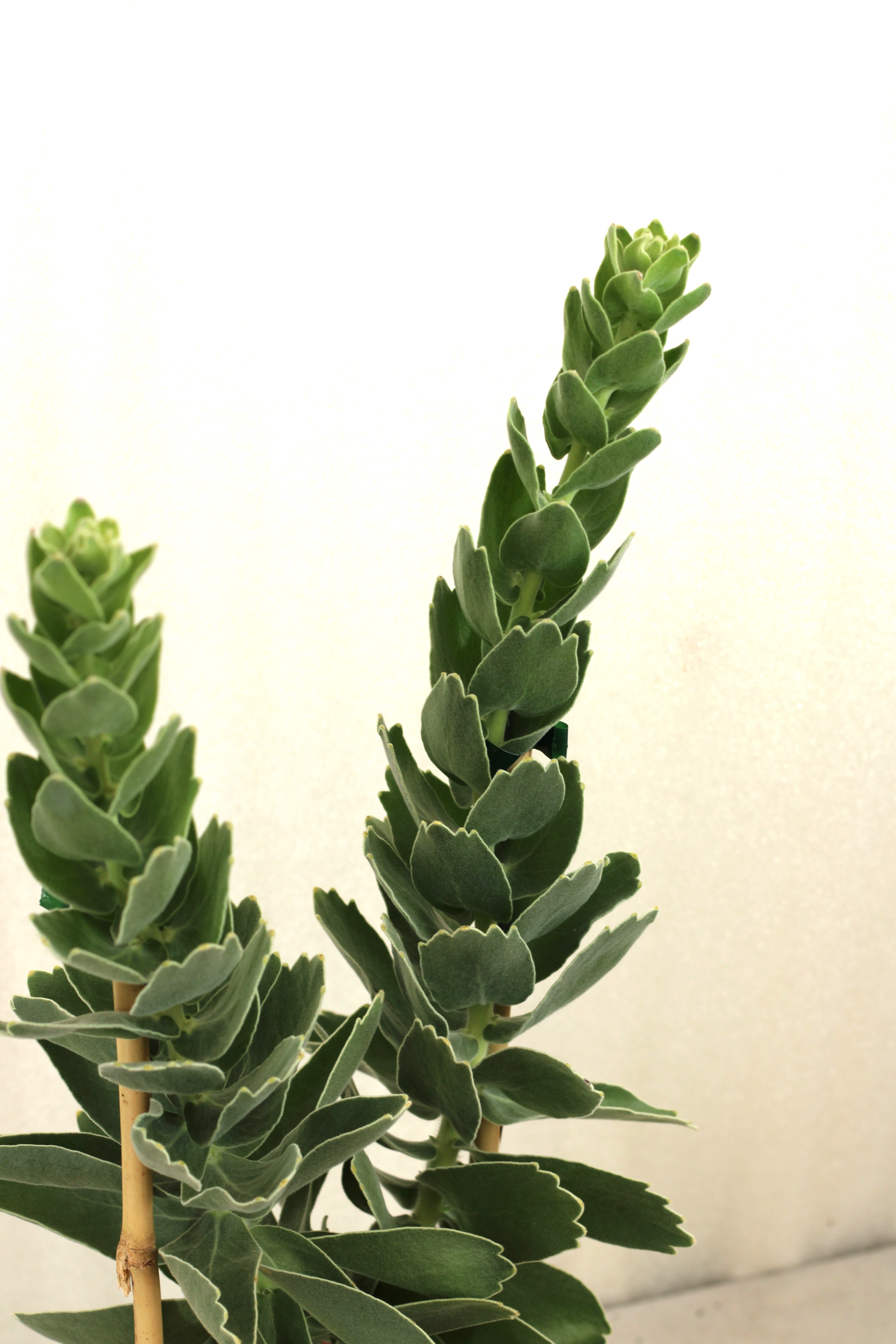 Leucospermum High Gold - Image 2