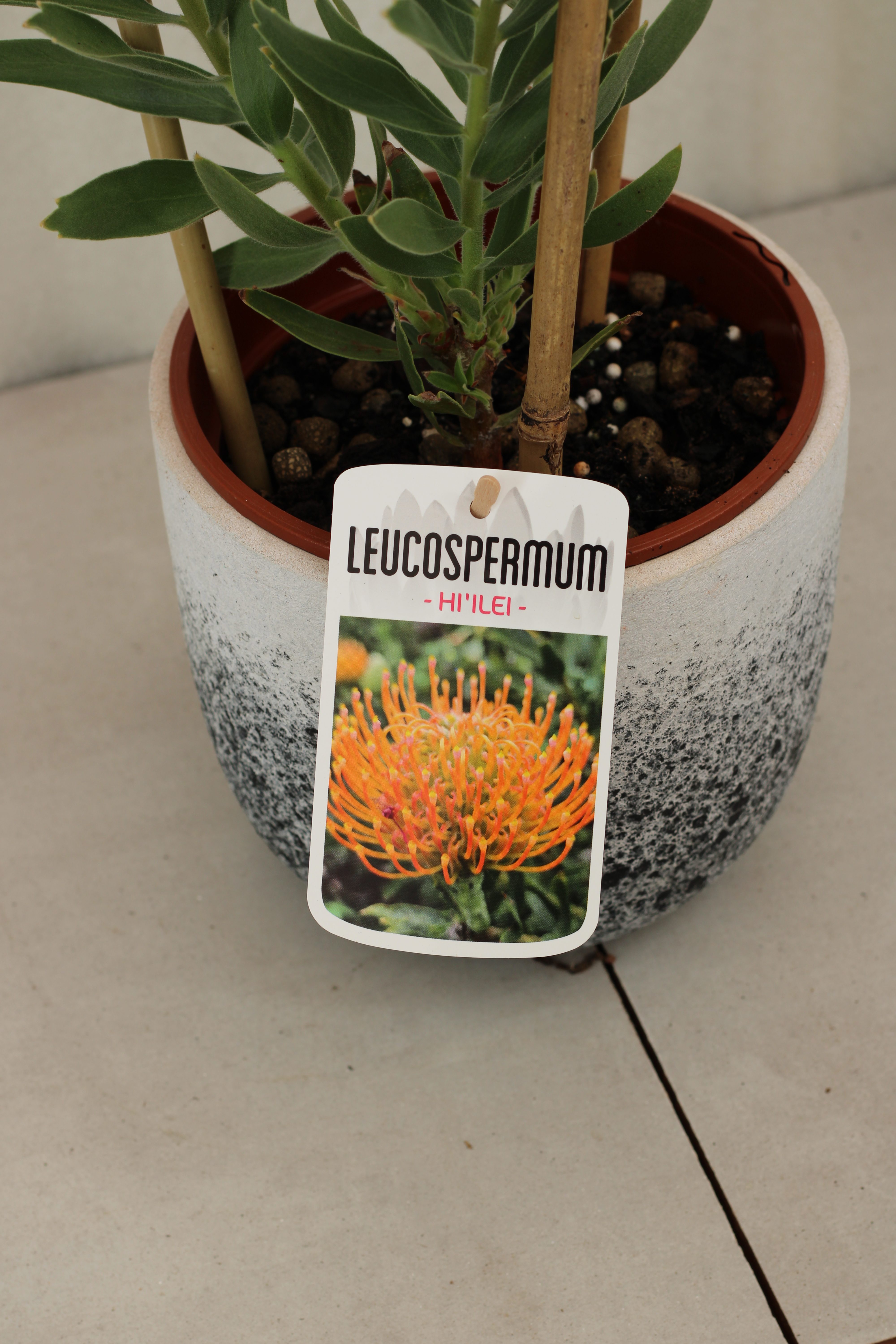 Leucospermum Hi’Ilei