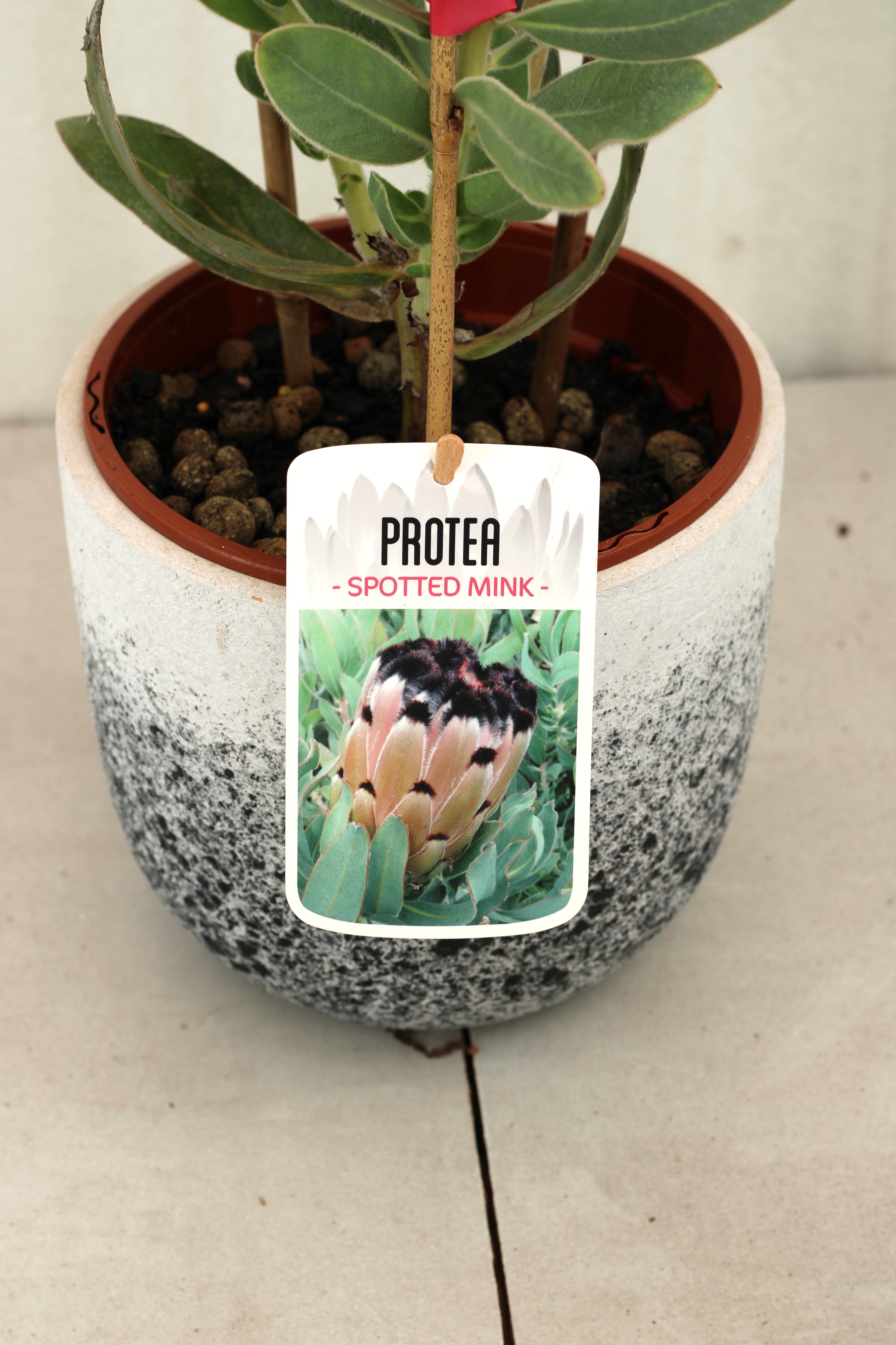 Protea Spotted Mink