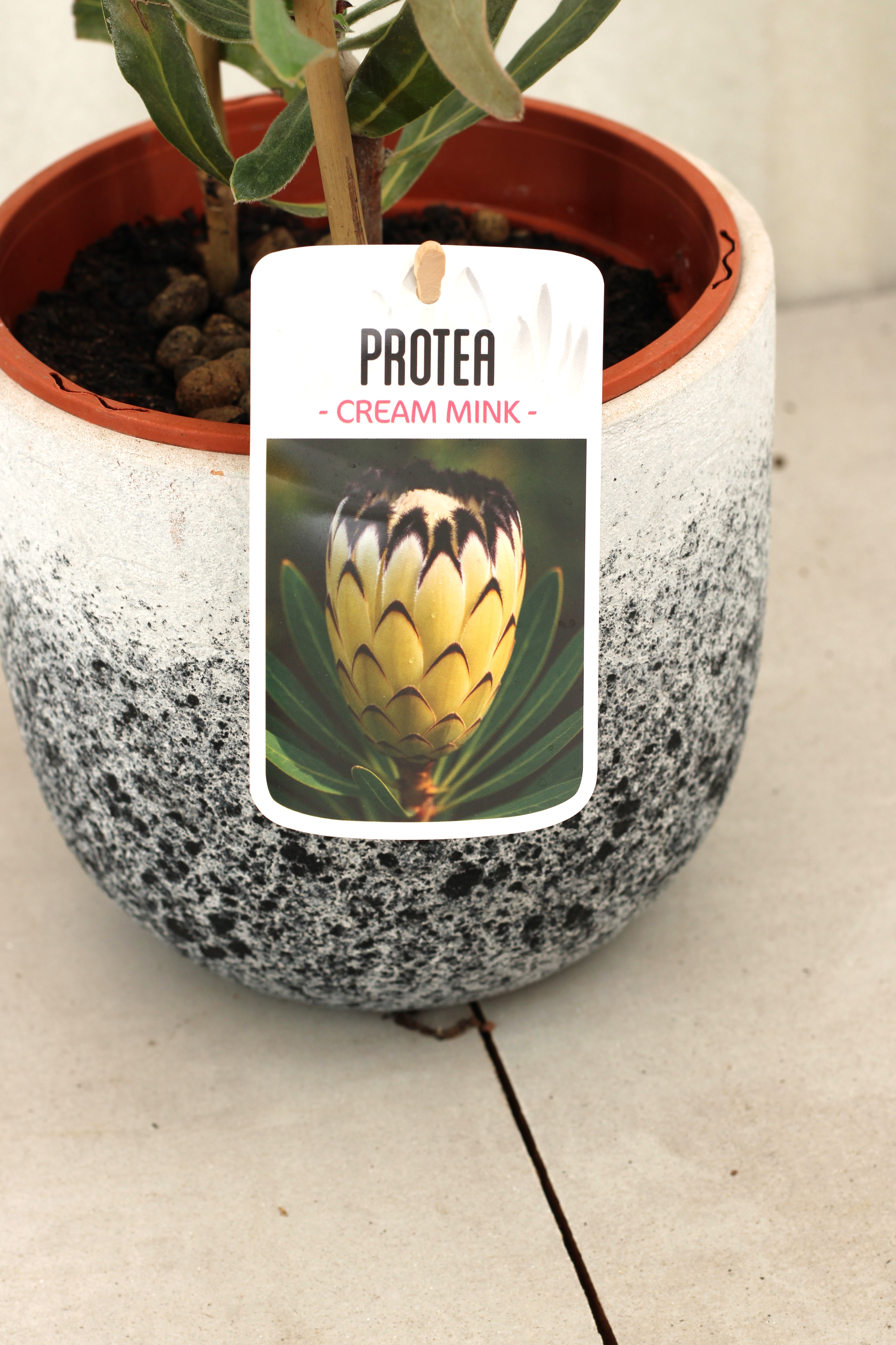 Protea Cream Mink