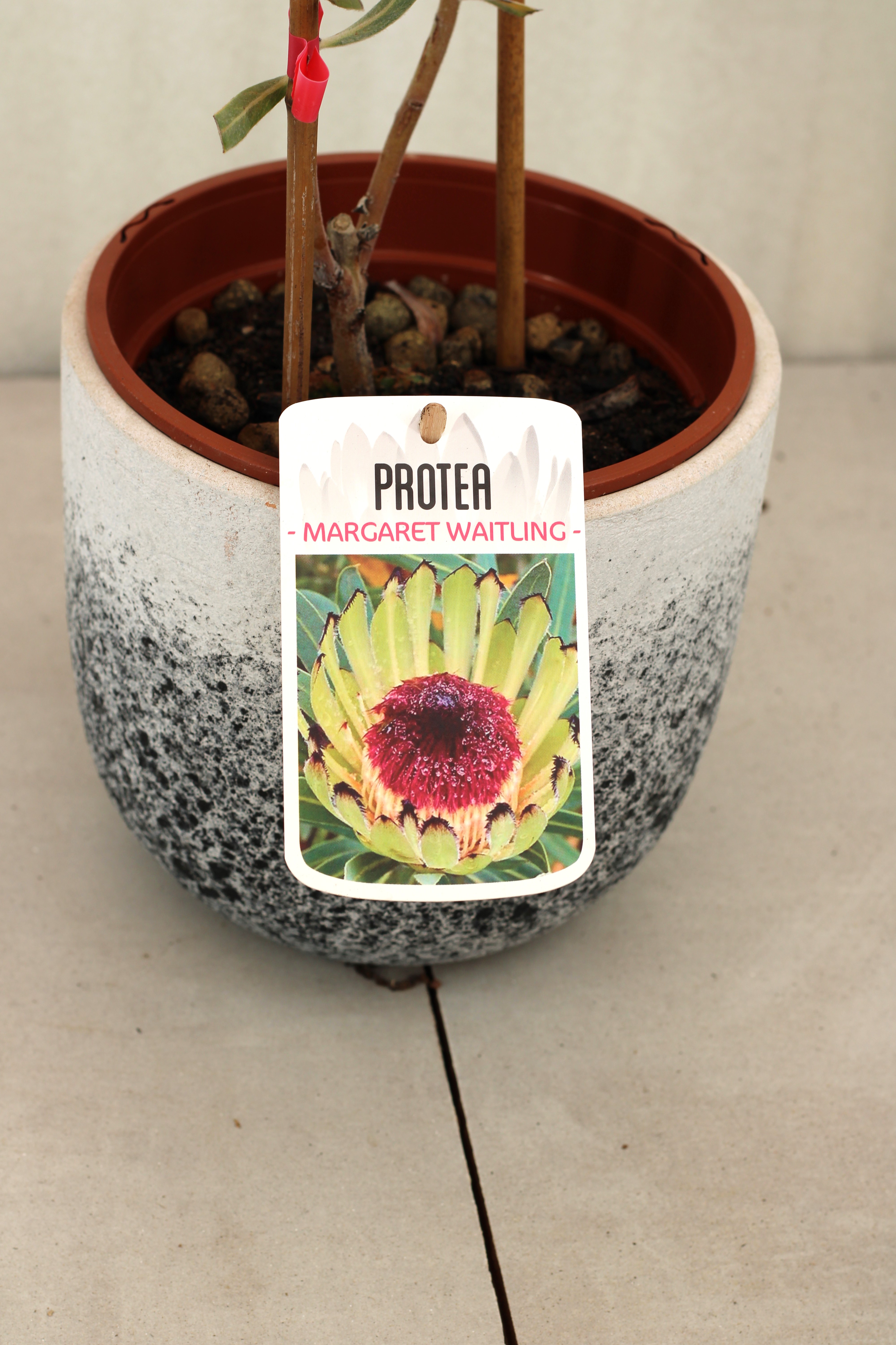 Protea Margaret Watling