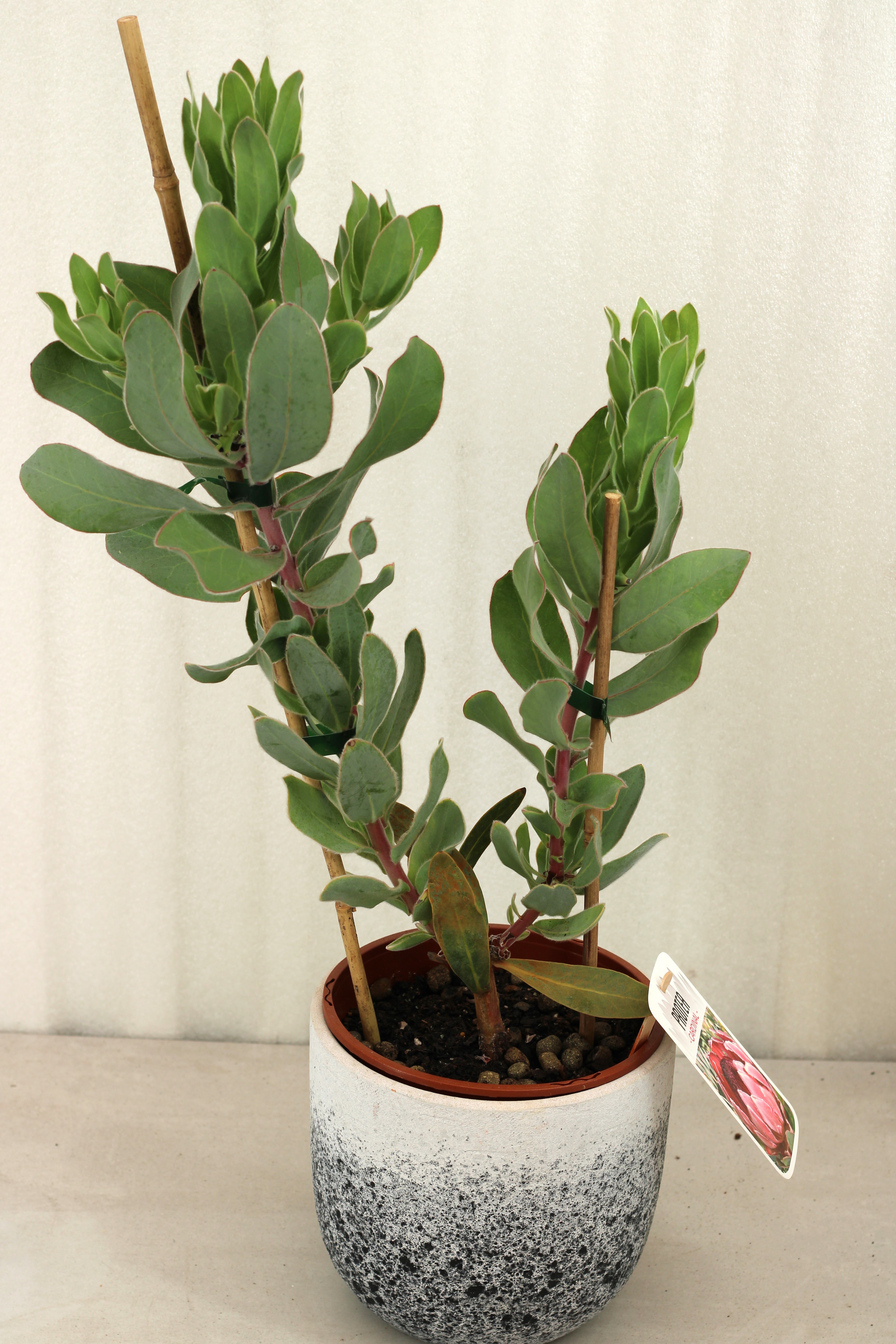 Protea Cardinal - Image 2
