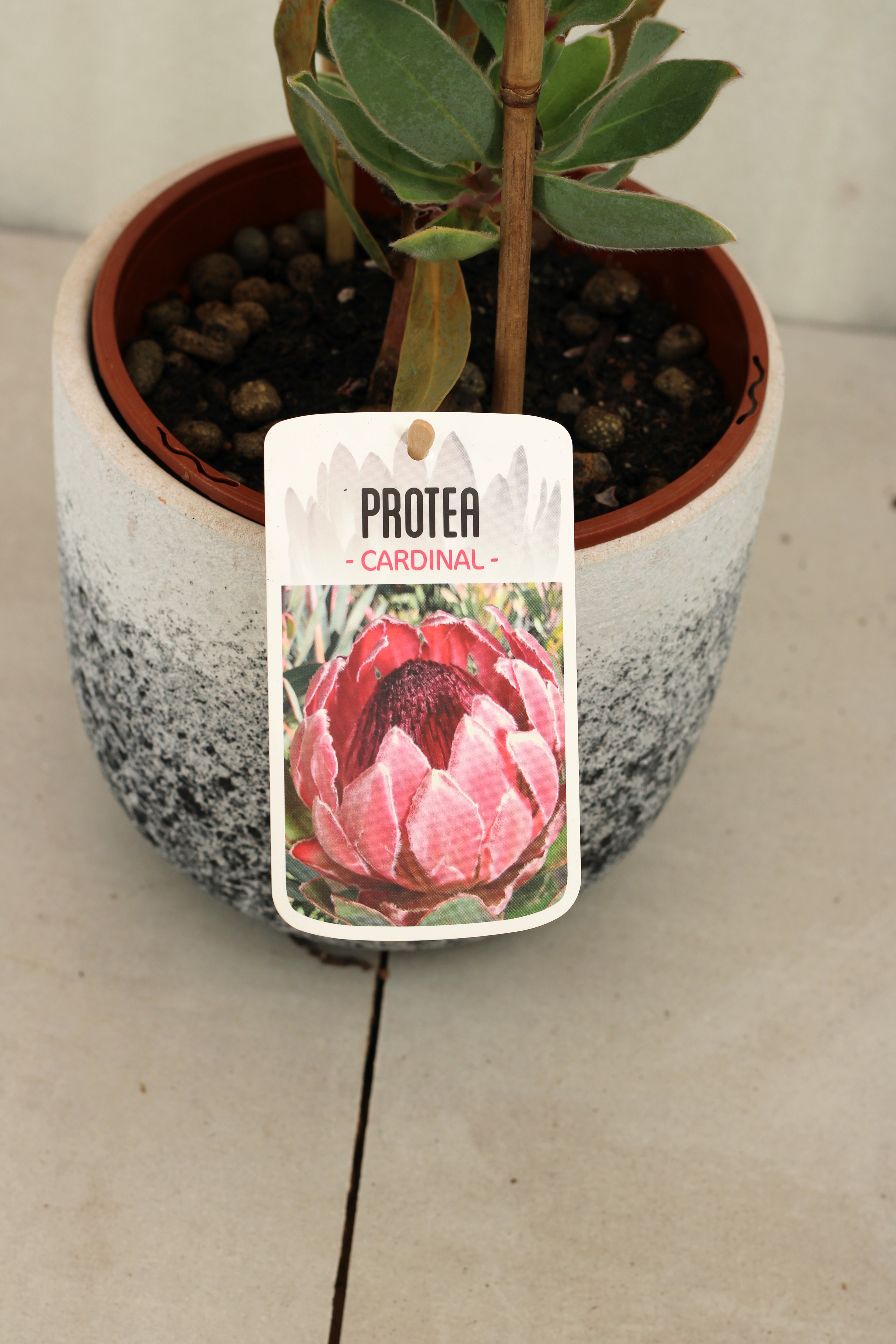 Protea Cardinal