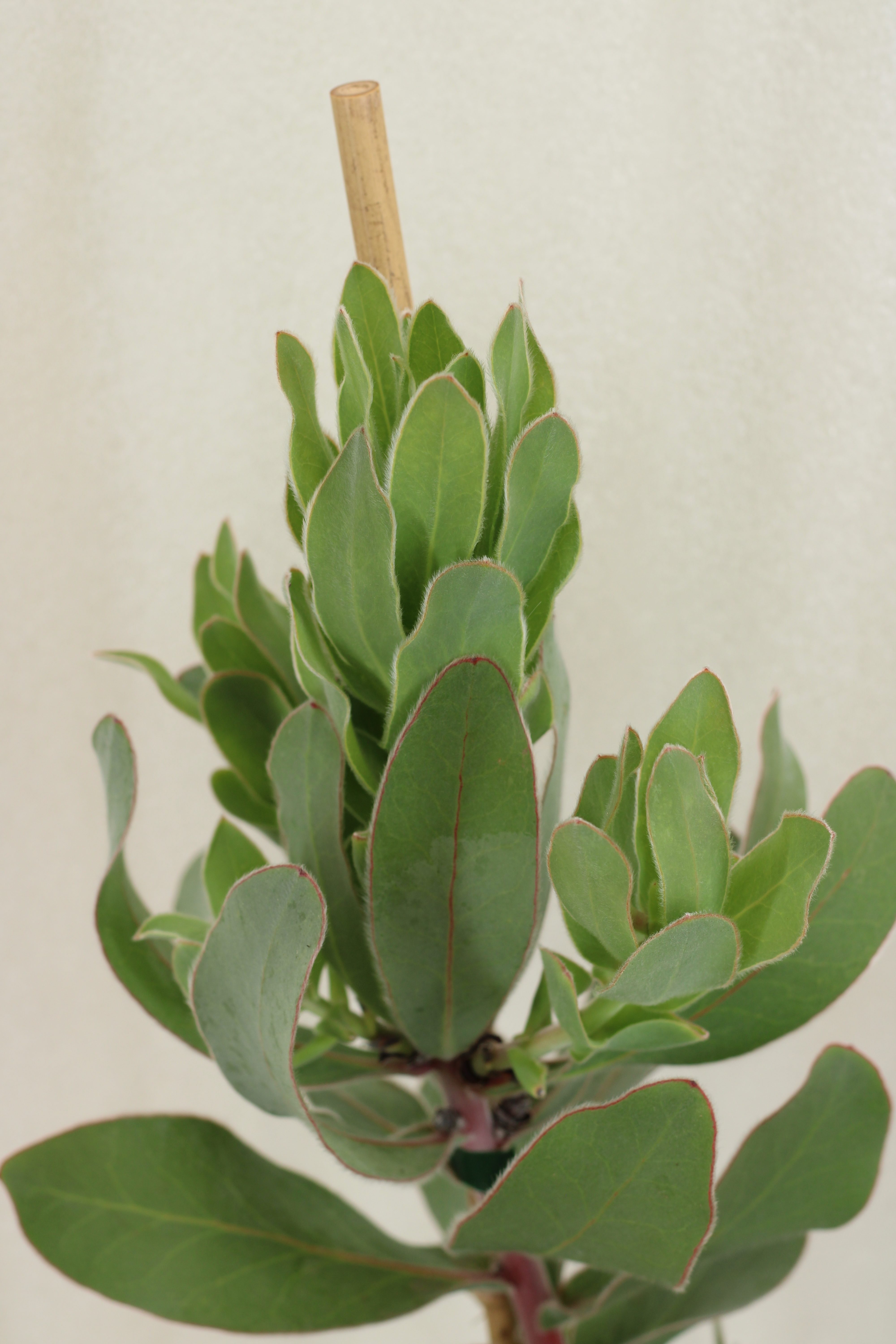 Protea Cardinal - Image 3