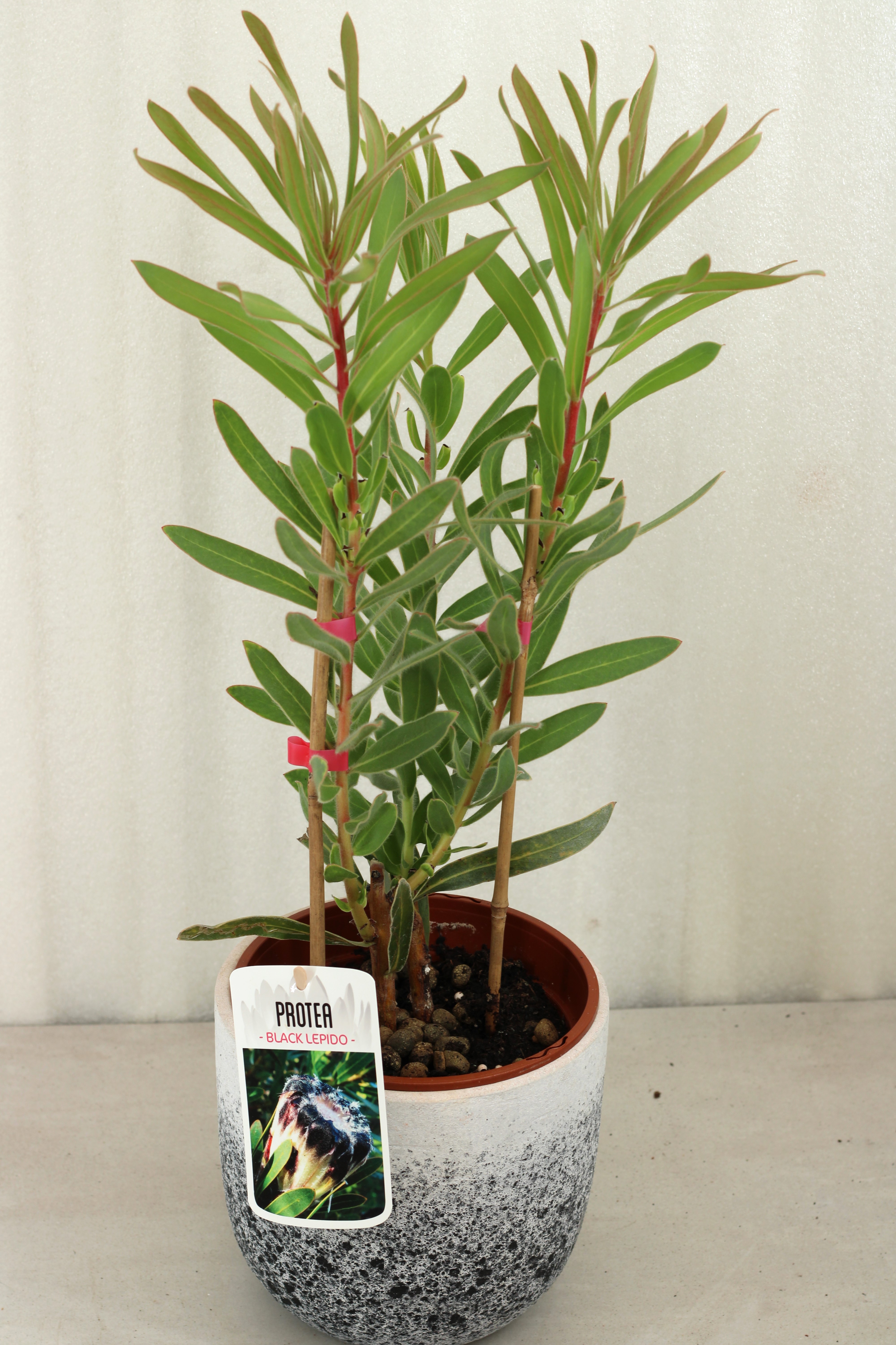 Protea Black Lepido - Image 3