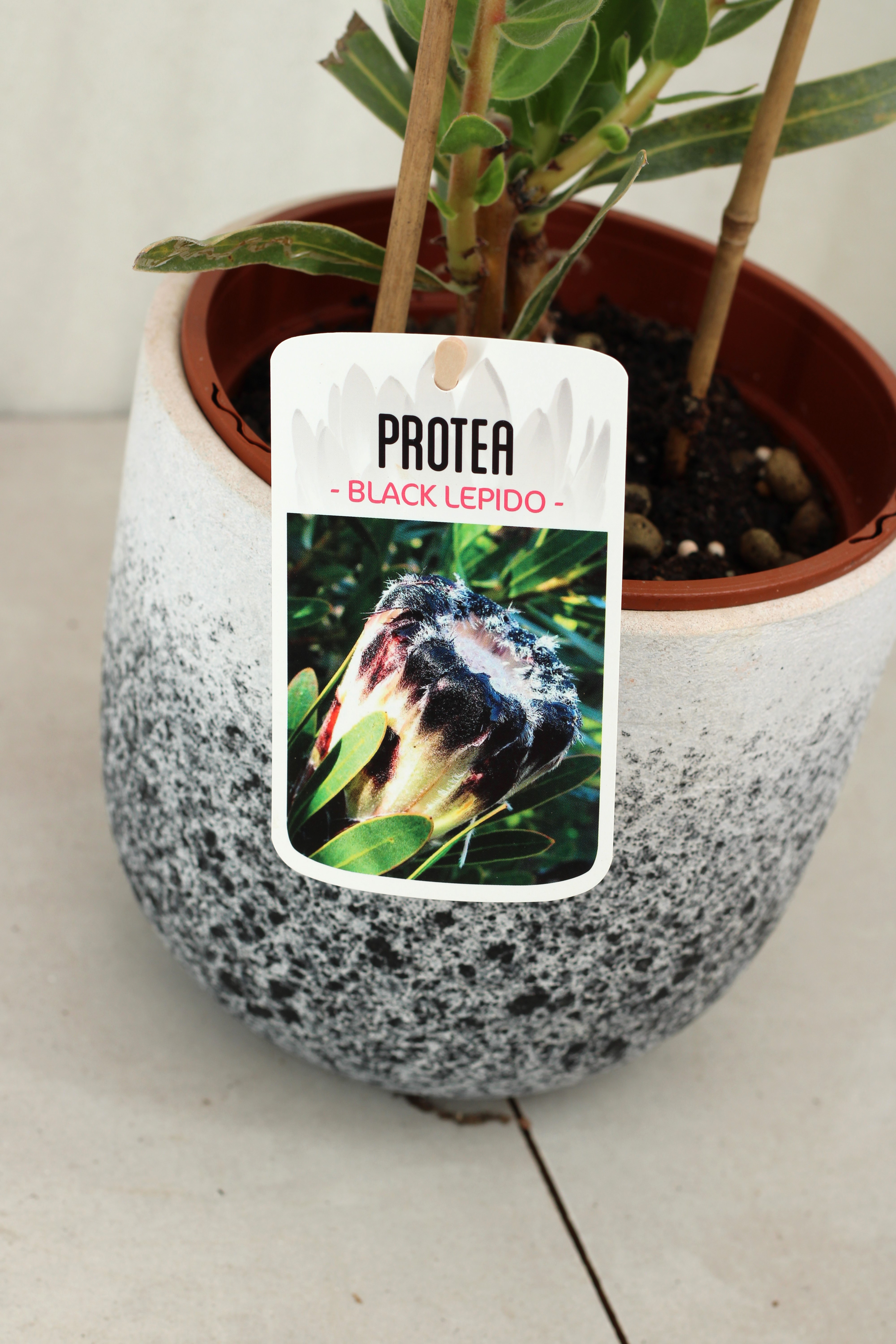 Protea Black Lepido