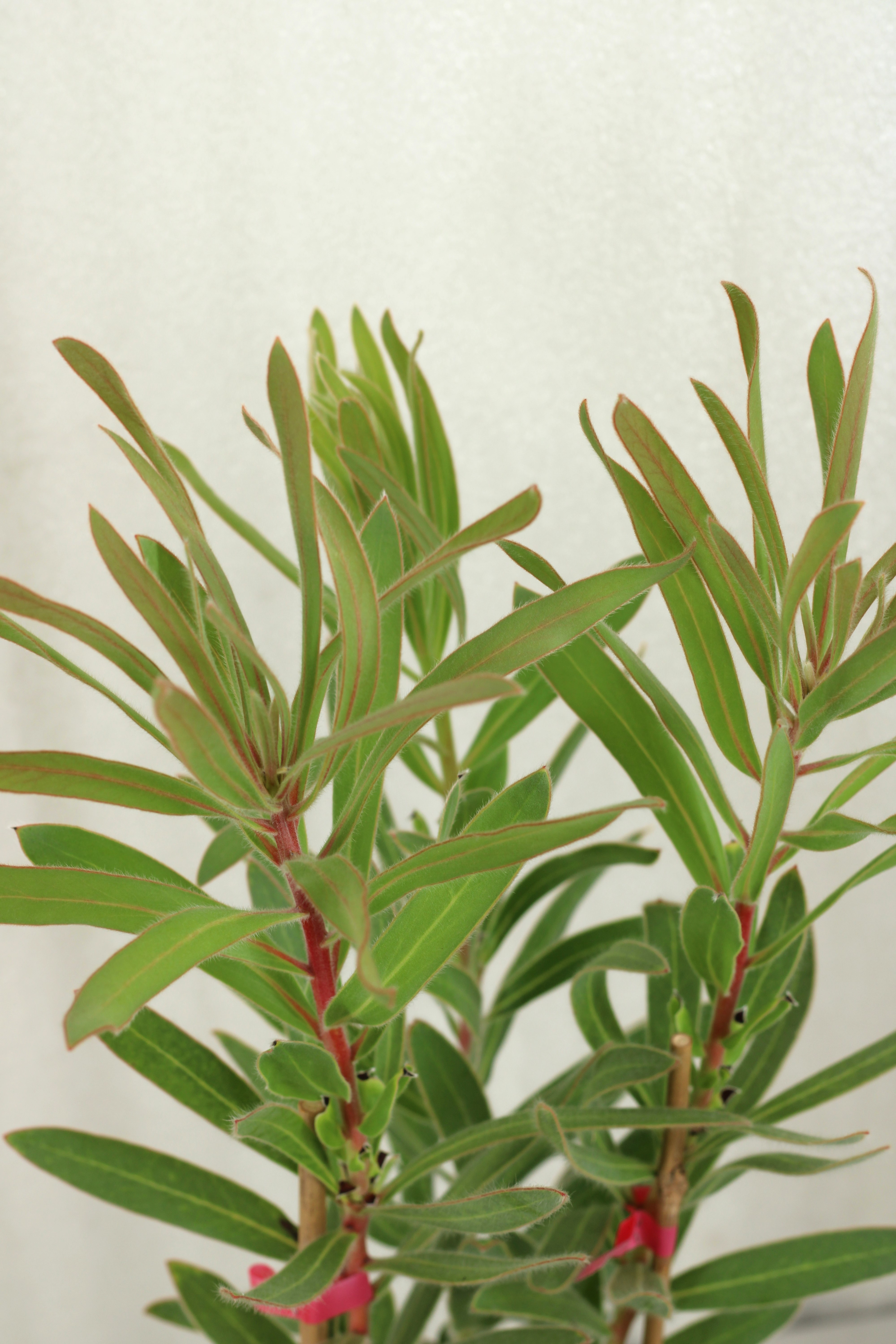 Protea Black Lepido - Image 2