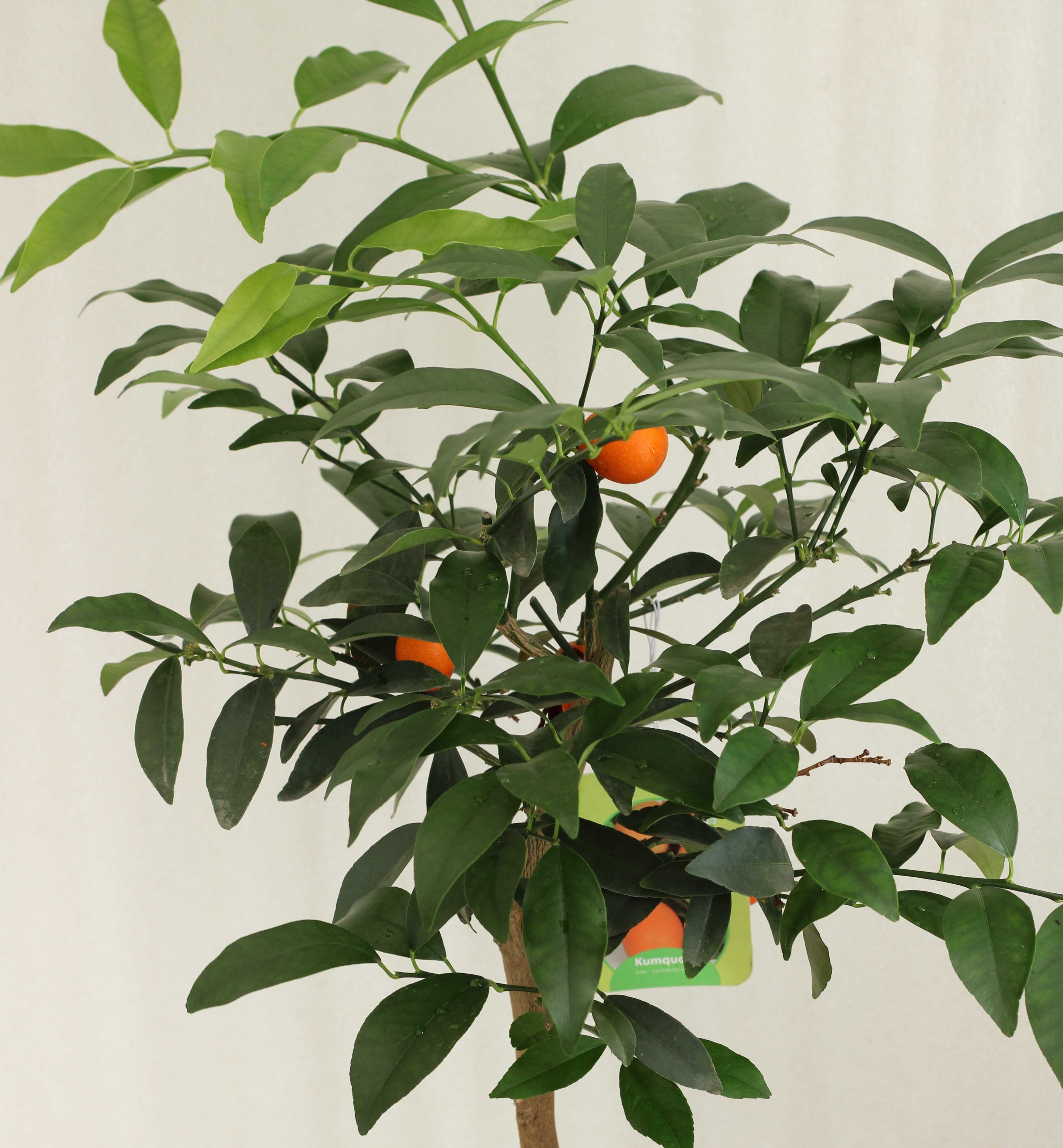 Kumquat V17