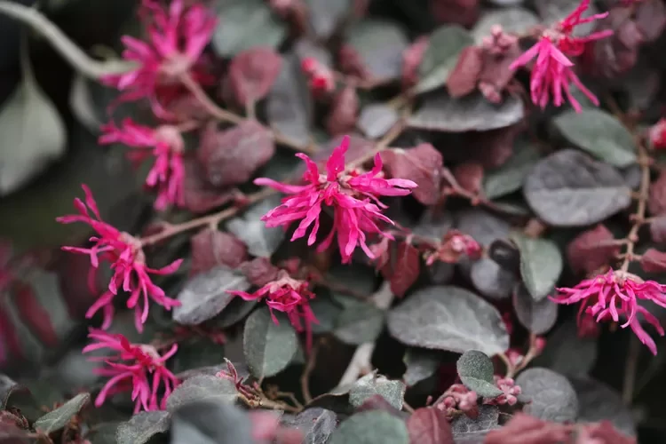 Loropetalum Chinensis Black Pearl (Pirâmide) - Image 4
