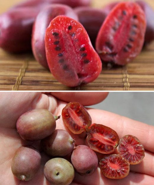 Kiwi Arguta (várias variedades) - Image 12